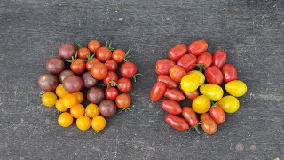 Cherry vs. Grape Tomatoes: What's the Difference? 小番茄可不是都叫做樱桃番茄，葡萄番茄和樱桃番茄有什么不同？【番茄种植】