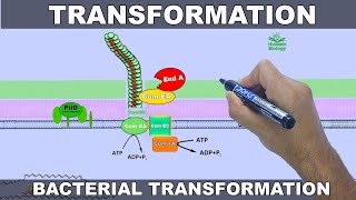 Bacterial Transformation Mechanism | Step-by-Step Animation