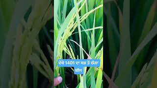 Star agri seed 1401 #seed #basmati #rice