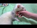 可愛いけど噛みつきフェレット、噛まれない方法でむしろ逆効果ｗ ferret lab 390