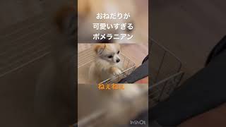 【犬好き必見！】おねだりが可愛すぎるポメラニアン #Shorts