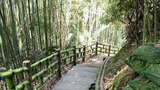 （桃園復興）羅浮溫泉公園順走義興吊橋 泡免費足湯走吊橋欣賞大漢溪之美