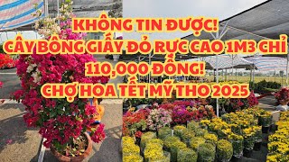 CHỢ HOA TẾT MỸ THO 2025 GIÁ SỐC NHẤT MIỀN TÂY!: CÂY BÔNG GIẤY ĐỎ RỰC, LỚN CAO 1M3 CHỈ 110K!!!: