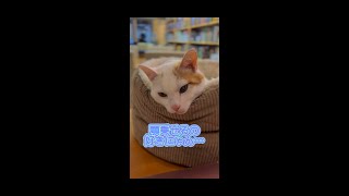 ドミノのショート2 | シェピエールの看板猫 #Shorts