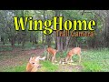 WingHome Trail Camera ~ Check Out The Amazing Videos/Pictures ~ Best Budget Trail Camera On Earth!