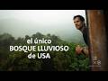 El ÚNICO Bosque lluvioso de USA | Puerto Rico #2 Alan por el mundo