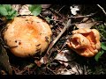 lactarius salmonicolor