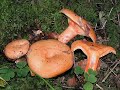 lactarius salmonicolor