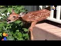 Crying Fawn Rescued From Family's Porch | The Dodo