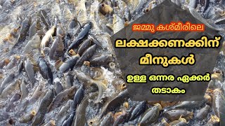 ലക്ഷക്കണക്കിന് മീനുകൾ ചെറു തടാകത്തിൽ An Indian lake with millions of fish | Fishing Jammu \u0026 kashmir