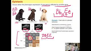 Genetics Unit: Epistasis
