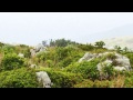 伊吹山 日本百名山 　お花畑に納涼登山