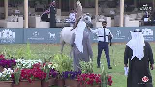 N 185 SARI AL BAKRI   The Saudi National Championships 2025   Colts 2 Years Old Class 8A