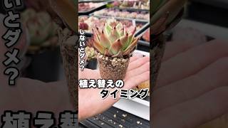 まだ植え替えしない？植え替えいつする問題 #succulent #多肉植物 #エケベリア #mokimoki #モキモキ