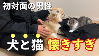 初対面の男性を見た犬と猫の反応が可愛すぎた『エアはるHOUSE』保護猫×チワワ×子どもの日常