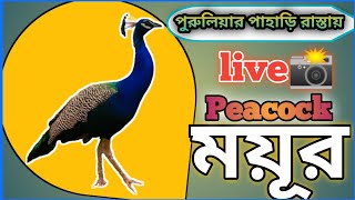 Peacock🦚Status// ময়ূর // Peacock Live📸 // পুরুলিয়ার পাহাড়ি রাস্তায় ঘোরাঘুরি