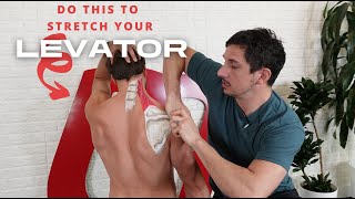 Do THIS to Stretch Your Levator