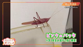 みんなのオアシス・珍しいピンクのバッタ発見！（岡山市）　2022/10/21放送