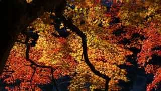 香嵐渓 2013 Leaf peeping