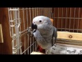 哀愁の波止場ポーズ ヨウムの雛 african grey parrot baby