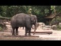 Singapore Zoo Elephants Show