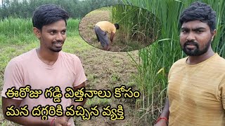 super Napier grass stems available//ఈరోజు గడ్డి విత్తనాలు కోసం మన ఫార్మ్ దగ్గరికి వచ్చారు 9949091049