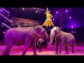 elephant show weihnachtscircus dresden