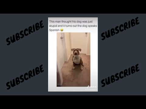 Can Pitbull actually speak Spanish?