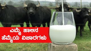 ಎಮ್ಮೆ ಹಾಲಿನಲ್ಲಿರುವ ಆರೋಗ್ಯ ಲಾಭಗಳು |  Amazing Benefits Of Buffalo Milk