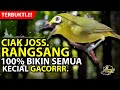 Ciak Joss Kecial Kuning Ampuh RANGSANG Semua Kecial Kuning Jadi GACORRR‼️| PEPADU KECIAL