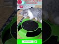 Funny Toy For Cat Playing Toy With Cute Mice | Cute Cat | Funny Cat Videos #shorts