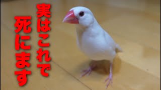 【必見】飼い主の多くが知らない文鳥が死んでしまう出来事