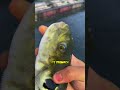 strange fish 🐟😮