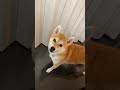 歯磨き！って言うと吠える柴犬