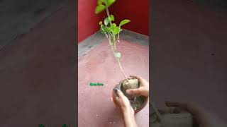 How to grow Beli flower plant #shorts