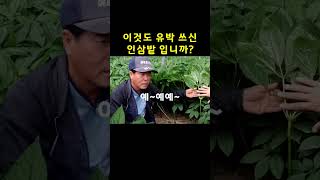 농사 경력 40년 사장님의 실패없는 인삼재배