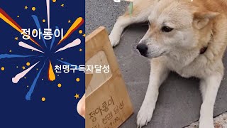 세상에서 제일 따뜻한 아빠의 선물 우드버튼#강아지일상 #아롱이