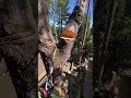 Tip and Butt tie for rigging trees. SAFER than negative rigging.