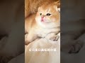 这是一只小狗猫！ cute 猫 寵物 萌宠 cat 治愈