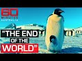 Antarctic penguins: the incredibly fragile survival of emperor penguin chicks | 60 Minutes Australia