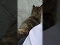 にゃーにゃーすりすり甘えん坊なめちゃめちゃかわいいサビ猫（野良猫•地域猫）🐈 shorts