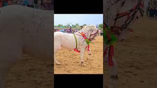 tejal aav tejal aav horse dance in Jhunjhunu bishanpura #shorts #shortvideo #viral
