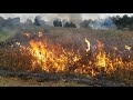 prescribed fire using drip torches at pierce cedar creek institute