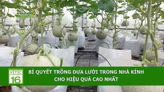 Bí quyết trồng dưa lưới trong nhà kính cho hiệu quả cao nhất | VTC16