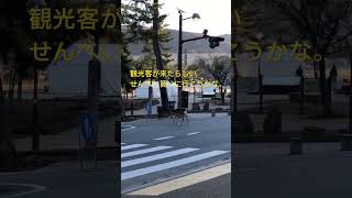 鹿の道路横断風景。走ったらあかんよ、モタモタ歩くのが安全やで。　#shorts   # #奈良の鹿  #奈良公園  #narapark  #鹿達の日常