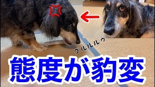 鹿骨をあげると態度が豹変する犬が怖いｗｗｗ