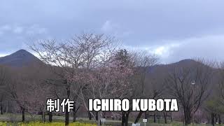 前橋・千本桜散策 3. 24