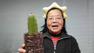 火龍果枝條做嫁接鉆木 螃蟹蘭嫁接 Grafting cactus to dragon tree