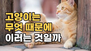 눈이 맞주치면 고양이가 등을 대고 눕는 이유[냥이 상식사전-21](고양이행동)