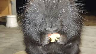 Mangy Porcupine is still Mangy (Update: She's Recovering)